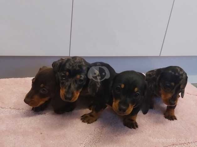 Dachshund puppies for sale in Carmarthen/Caerfyrddin, Carmarthenshire