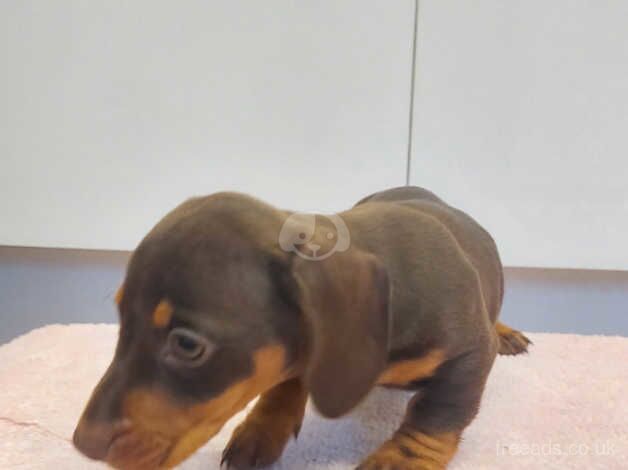 Dachshund puppies for sale in Carmarthen/Caerfyrddin, Carmarthenshire - Image 3