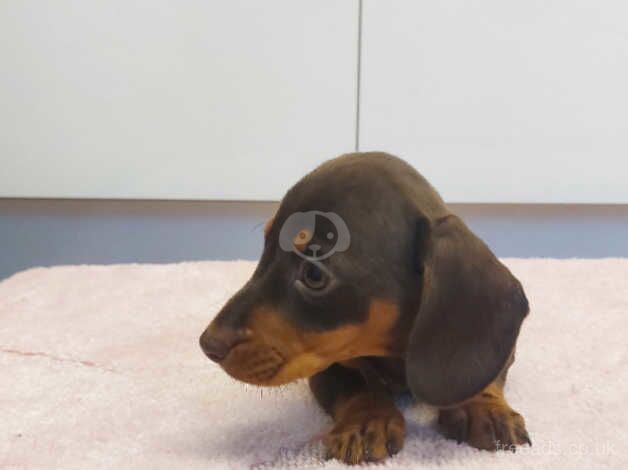 Dachshund puppies for sale in Carmarthen/Caerfyrddin, Carmarthenshire - Image 4