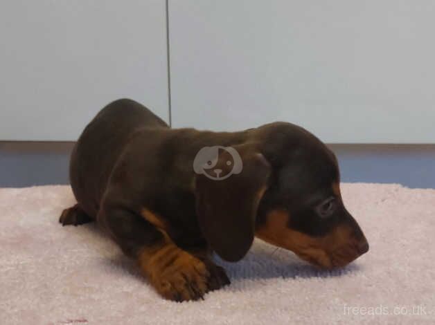 Dachshund puppies for sale in Carmarthen/Caerfyrddin, Carmarthenshire - Image 5