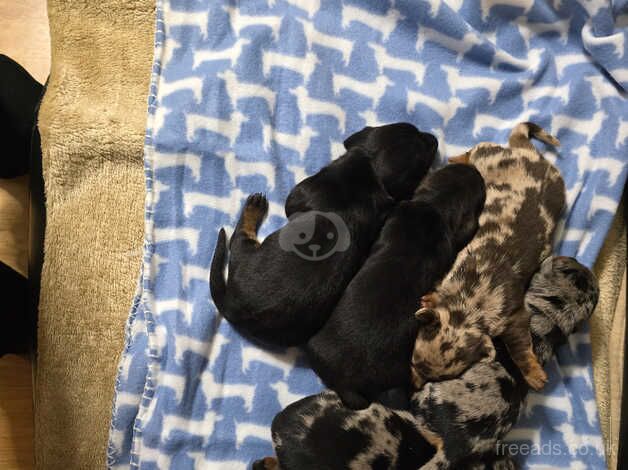 Dachshund puppies for sale in Carmarthen, Carmarthenshire - Image 1