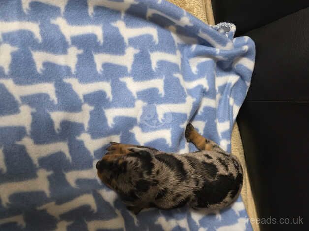 Dachshund puppies for sale in Carmarthen, Carmarthenshire - Image 2