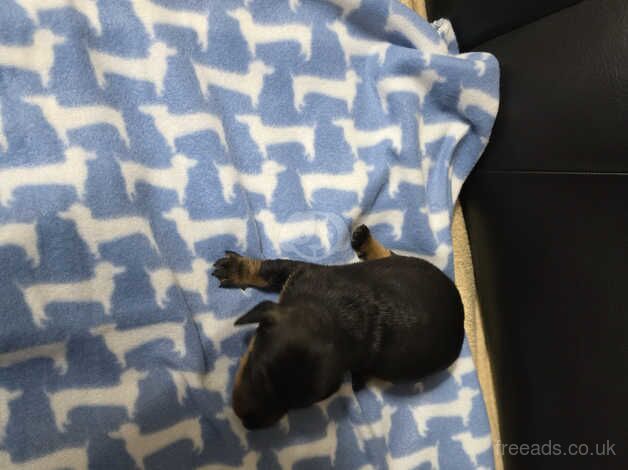 Dachshund puppies for sale in Carmarthen, Carmarthenshire - Image 3