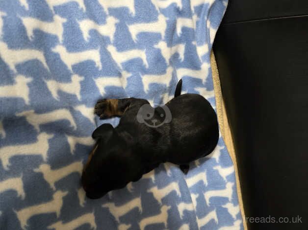 Dachshund puppies for sale in Carmarthen, Carmarthenshire - Image 4