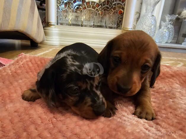 Dachshunds for sale in Carmarthen/Caerfyrddin, Carmarthenshire