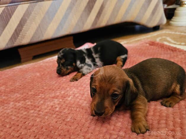 Dachshund Puppies for sale in Carmarthenshire