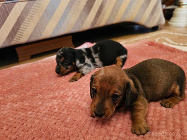 Dachshund Puppies for sale