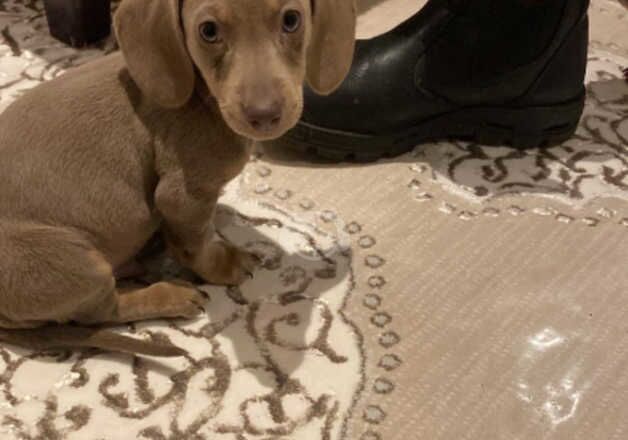 Dachshund puppies for sale in Cirencester, Gloucestershire