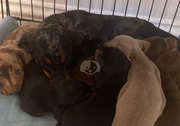 Dachshunds for sale in Cirencester, Gloucestershire