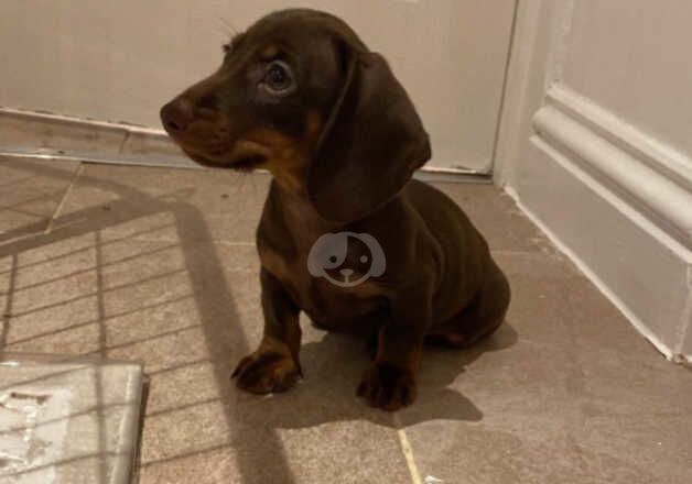 Dachshund Puppies for sale