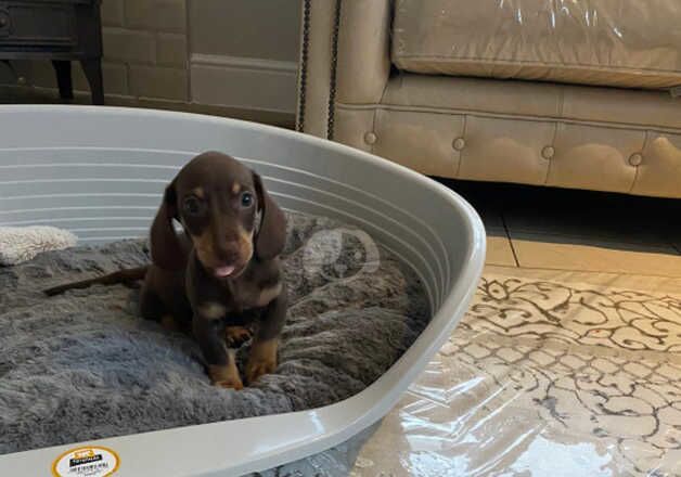 Dachshund puppies for sale in Cirencester, Gloucestershire - Image 5