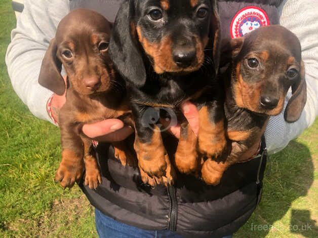 Dachshund puppies for sale in Dungannon