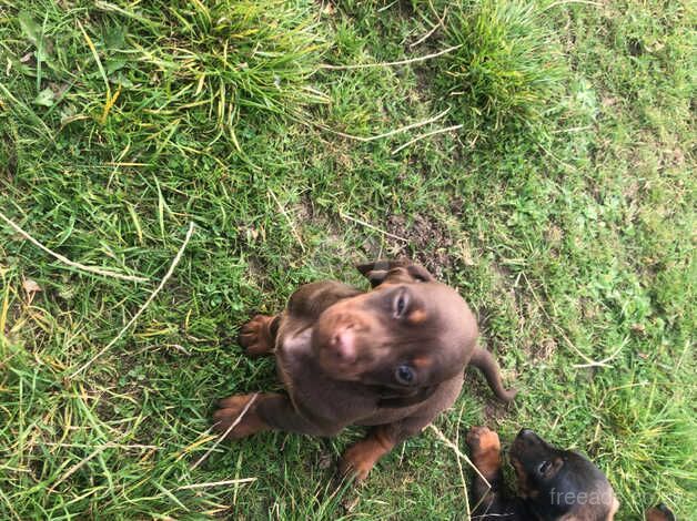 Dachshund puppies for sale in Dungannon - Image 2