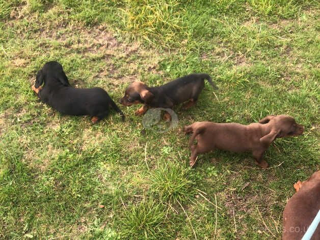 Dachshund puppies for sale in Dungannon - Image 3