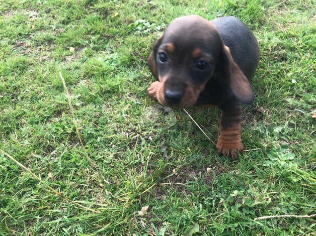 Dachshund puppies for sale in Dungannon - Image 4