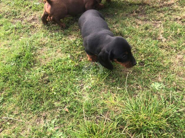 Dachshund puppies for sale in Dungannon - Image 5