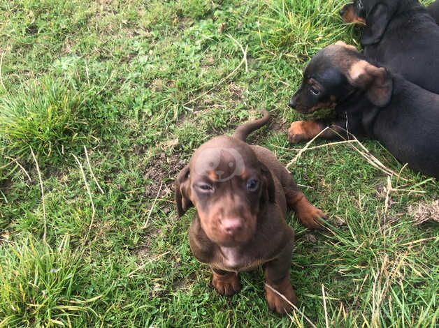 Dachshunds for sale in Dungannon, Tyrone