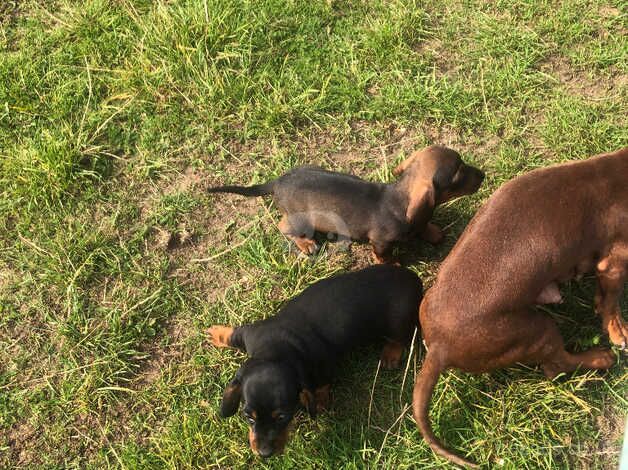 Dachshund Puppies for sale in Tyrone