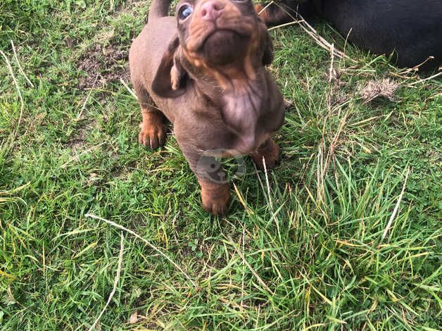 Dachshund Puppies for sale