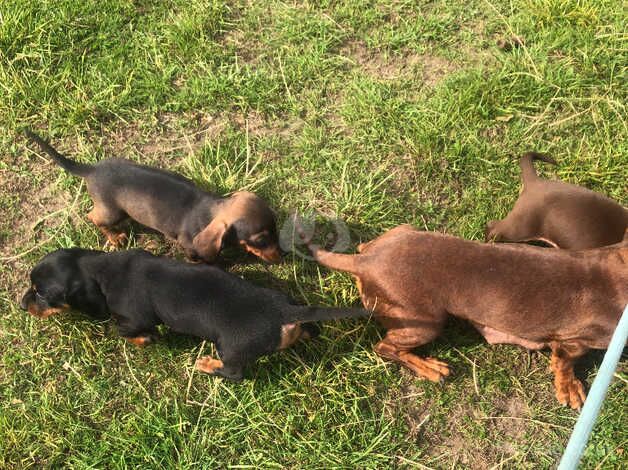 Dachshund puppies for sale in Dungannon, Tyrone - Image 5