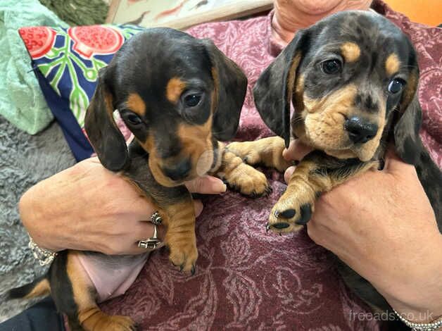 Dachshund puppies for sale in Egremont, Cumbria