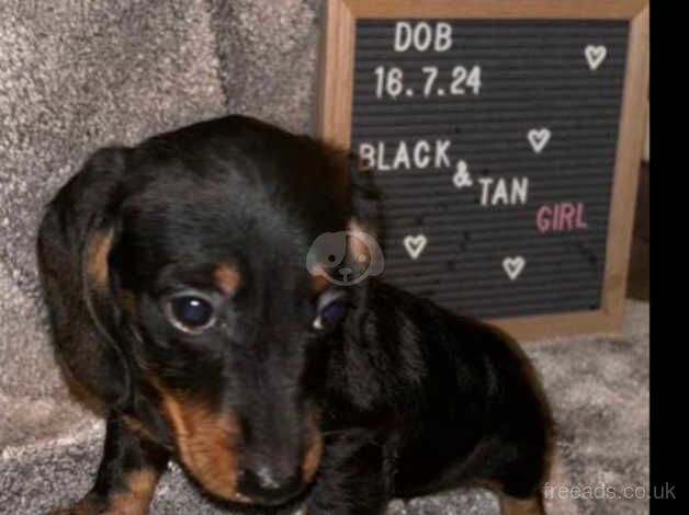 Dachshunds for sale in Greenwich, Greenwich, Greater London