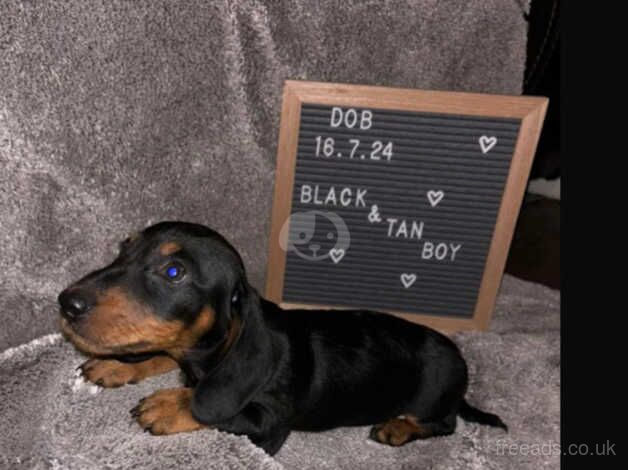 Dachshund Puppies for sale in Greater London