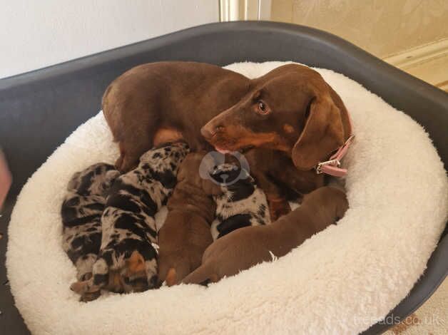 Dachshund puppies for sale in Haverfordwest/Hwlffordd, Pembrokeshire