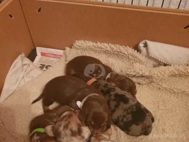 Dachshund puppies for sale in Huddersfield, West Yorkshire