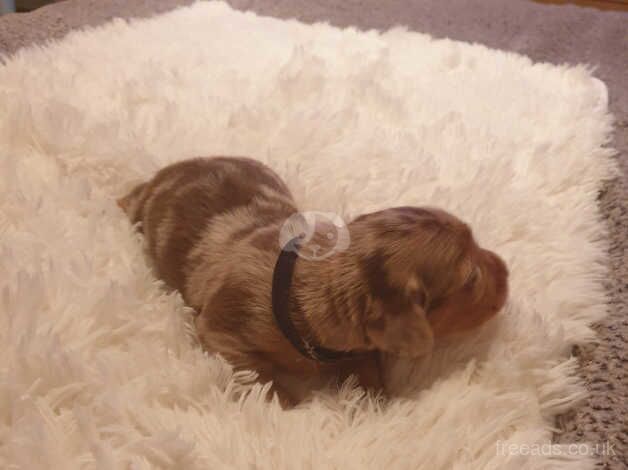 Dachshunds for sale in Huddersfield, West Yorkshire