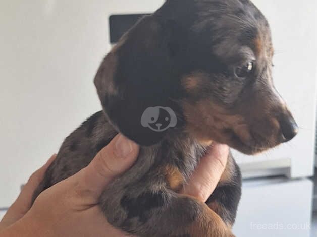 Dachshund puppies for sale in Ilminster, Somerset