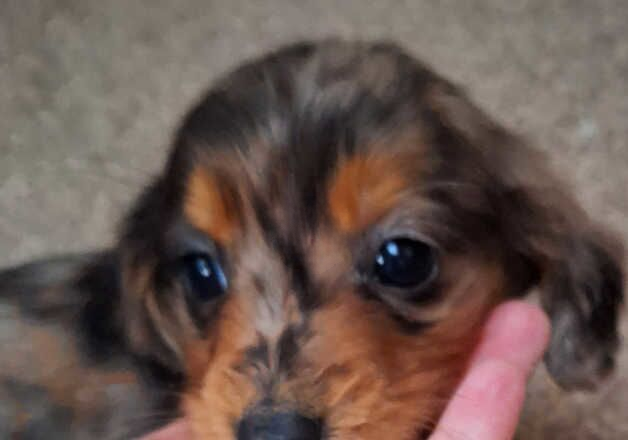 Dachshund puppies for sale in Irvine, North Ayrshire