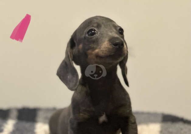 Dachshund puppies for sale in Leeds, West Yorkshire