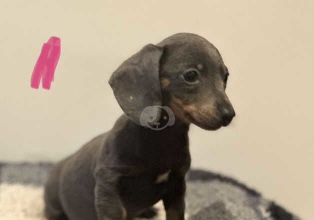 Dachshund Puppies for sale in West Yorkshire