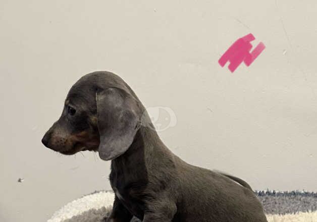 Dachshund Puppies for sale