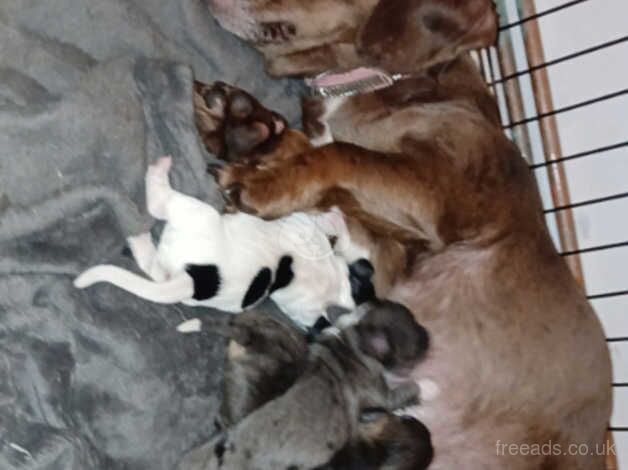 Dachshund puppies for sale in Loughton, Shropshire - Image 2