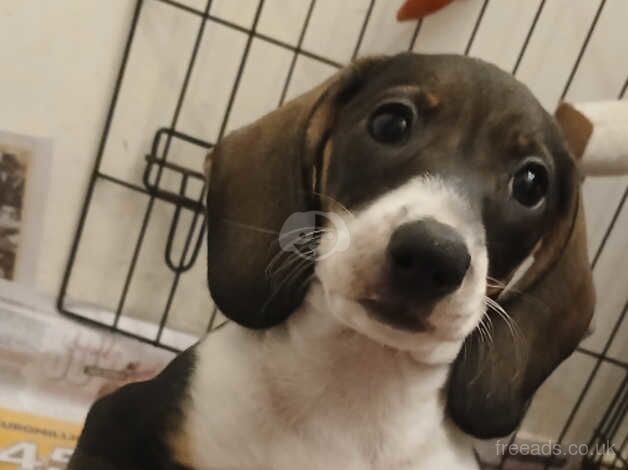 Dachshund puppies for sale in Loughton, Shropshire - Image 3