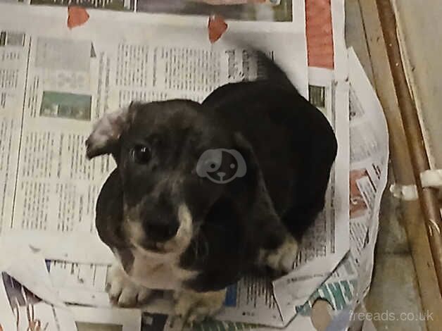 Dachshund puppies for sale in Loughton, Shropshire - Image 5