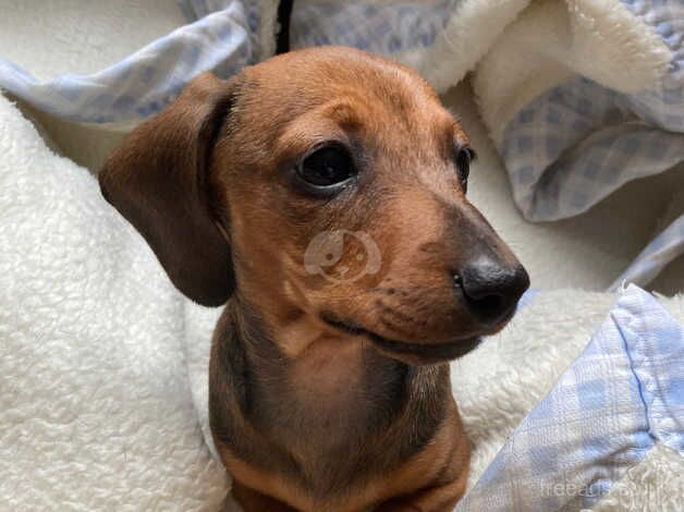 Dachshund puppies for sale in Newmarket, Suffolk