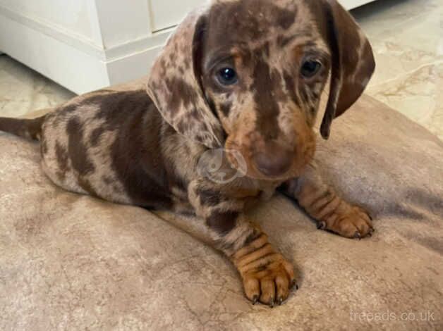 Dachshund puppies for sale in Newry, Armagh - Image 2