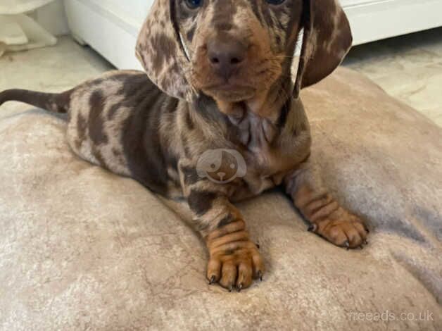 Dachshund puppies for sale in Newry, Armagh - Image 3