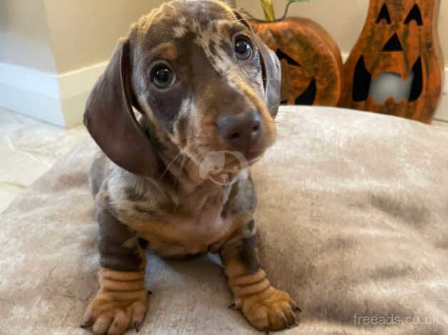 Dachshund puppies for sale in Newry, Armagh - Image 4