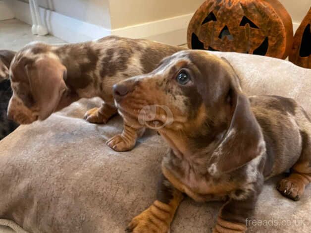 Dachshund puppies for sale in Newry, Armagh - Image 5