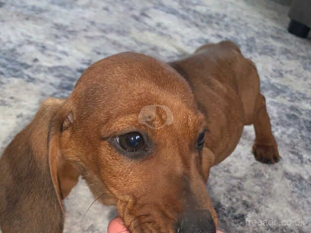 Dachshund puppies for sale in Nuneaton, Warwickshire