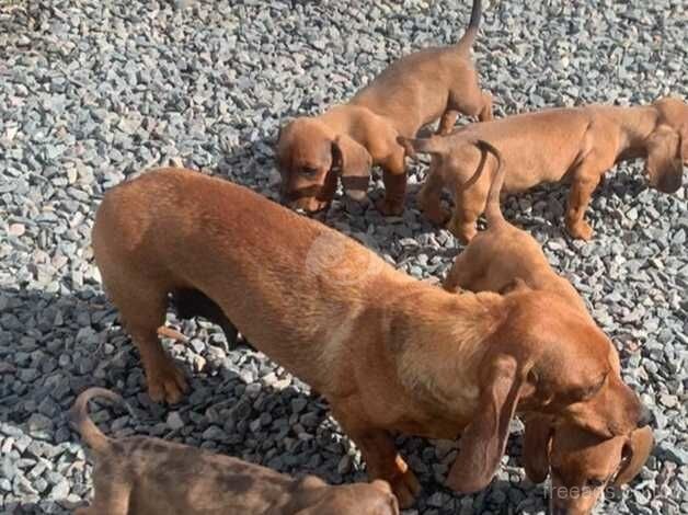 Dachshunds for sale in Nuneaton, Warwickshire