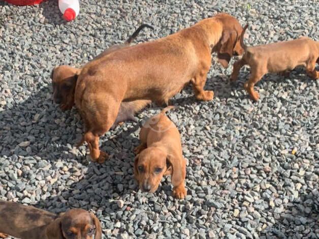 Dachshund Puppies for sale in Warwickshire