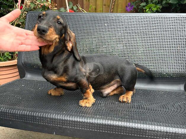 dachshund puppies for sale in Pershore, Worcestershire