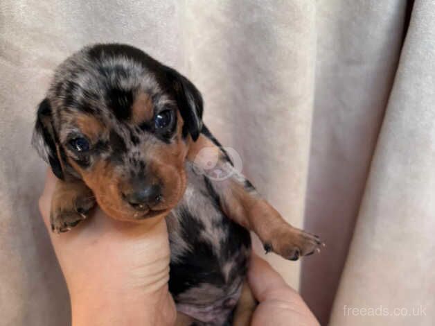 Dachshund puppies for sale in Preston, Lancashire