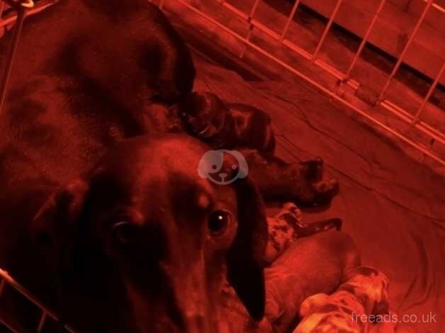 Dachshunds for sale in Preston, Lancashire