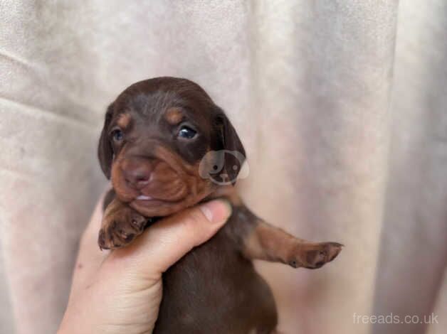 Dachshund Puppies for sale in Lancashire